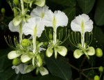 Berlinia grandiflora
