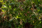 Conocarpus erectus