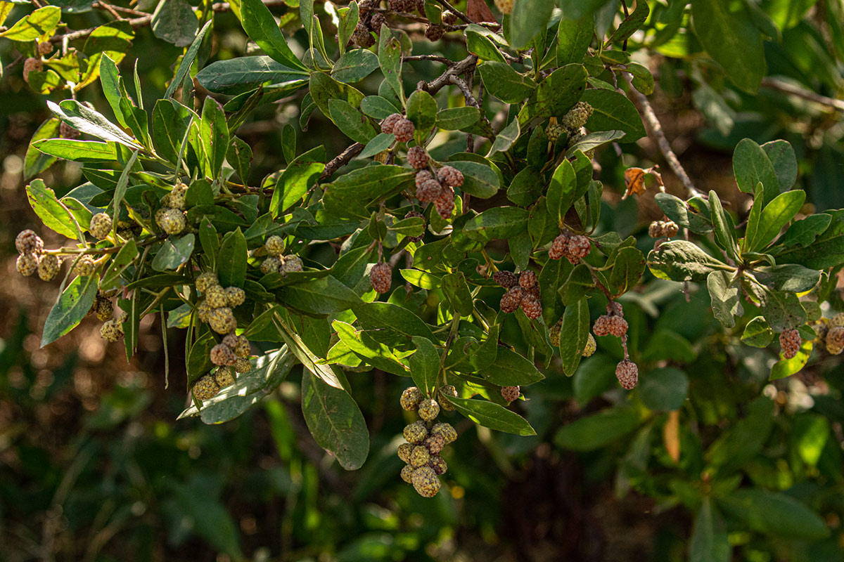 Conocarpus erectus