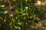 Conocarpus erectus