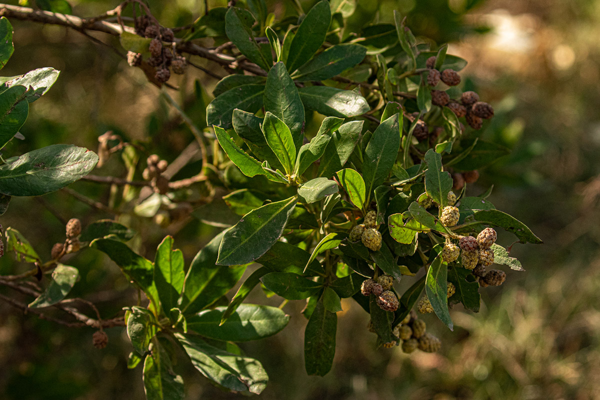 Conocarpus erectus