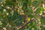 Conocarpus erectus