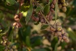 Conocarpus erectus