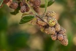 Conocarpus erectus