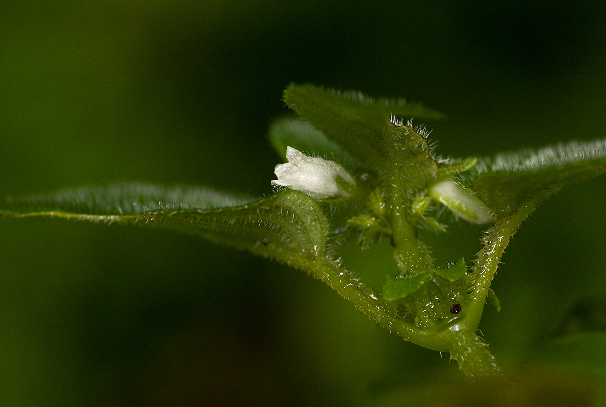 Streptocarpus kamerunensis