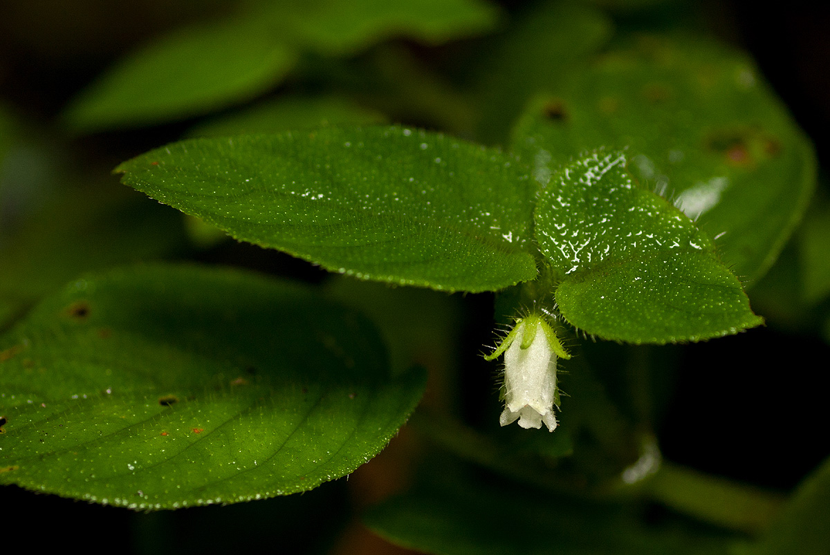 Streptocarpus kamerunensis