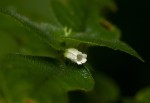 Streptocarpus kamerunensis