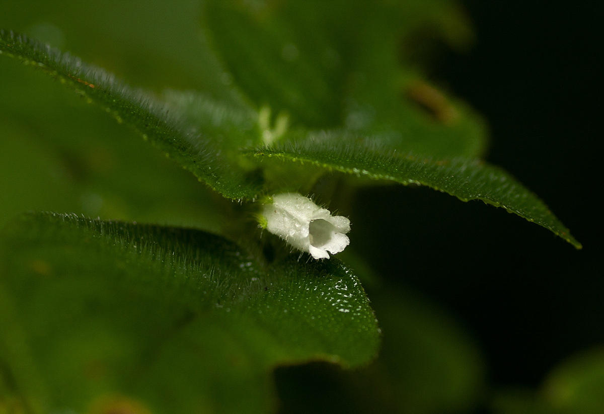 Streptocarpus kamerunensis