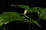 Streptocarpus kamerunensis