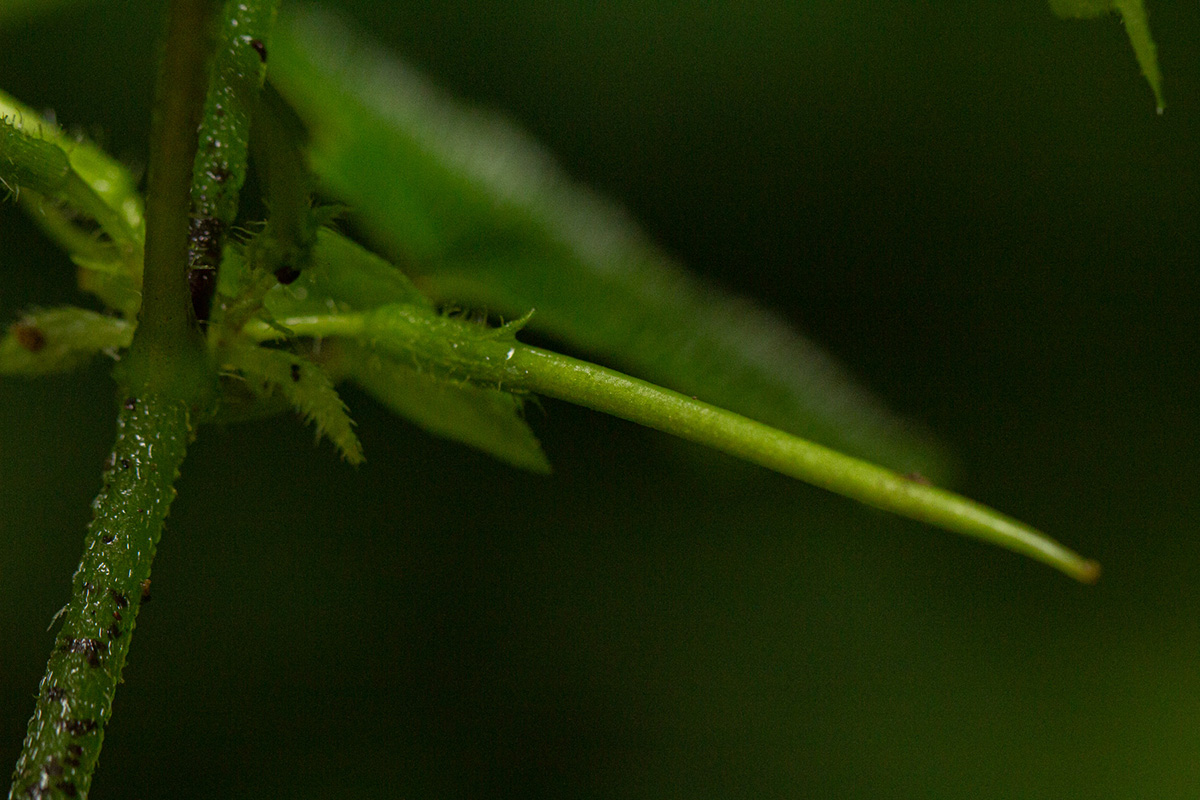 Streptocarpus kamerunensis