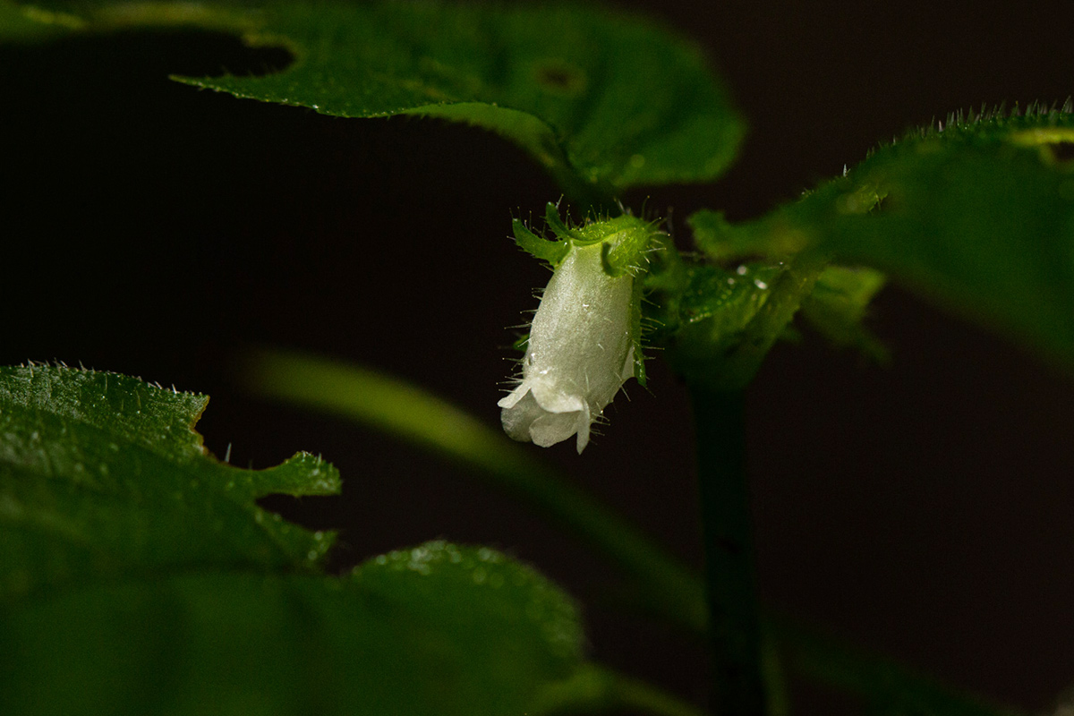 Streptocarpus kamerunensis