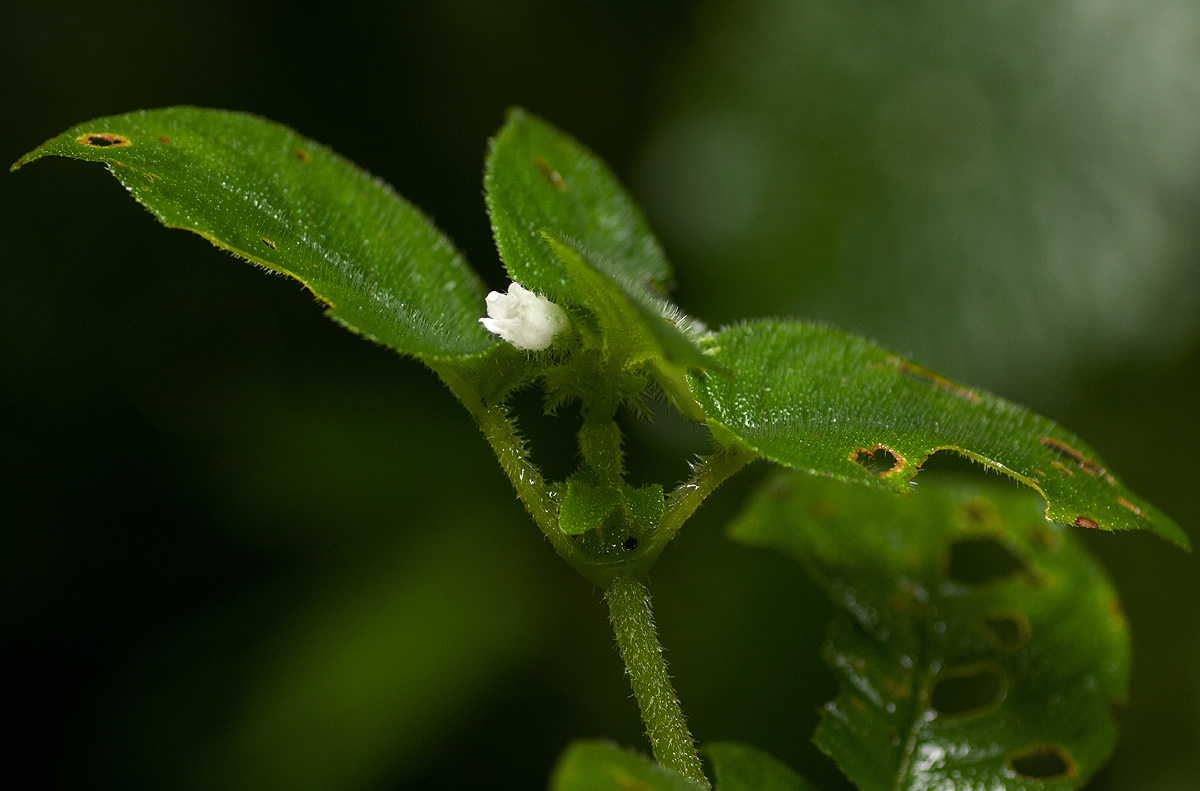 Streptocarpus kamerunensis