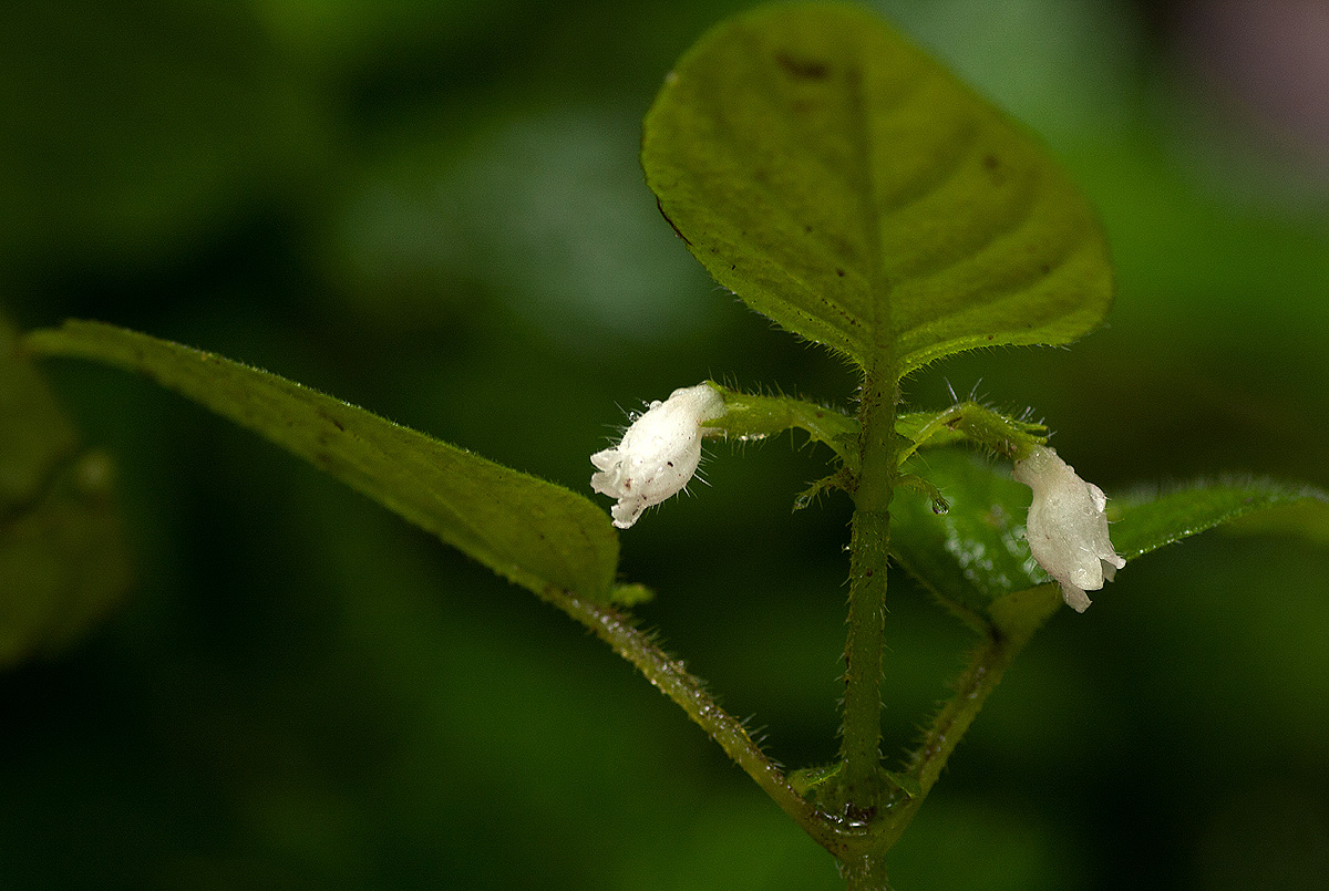 Streptocarpus kamerunensis