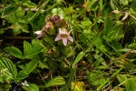 Harveya alectroides