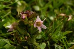 Harveya alectroides