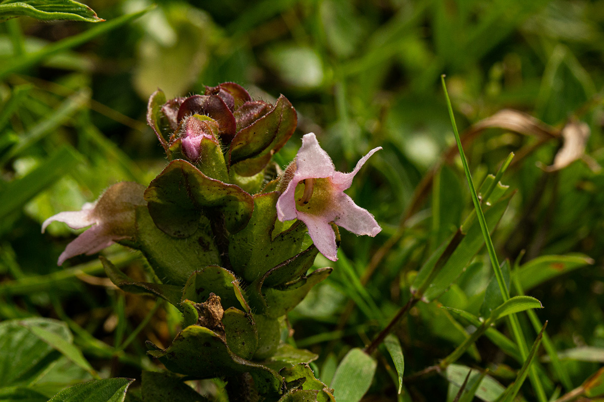 Harveya alectroides