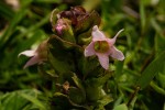 Harveya alectroides