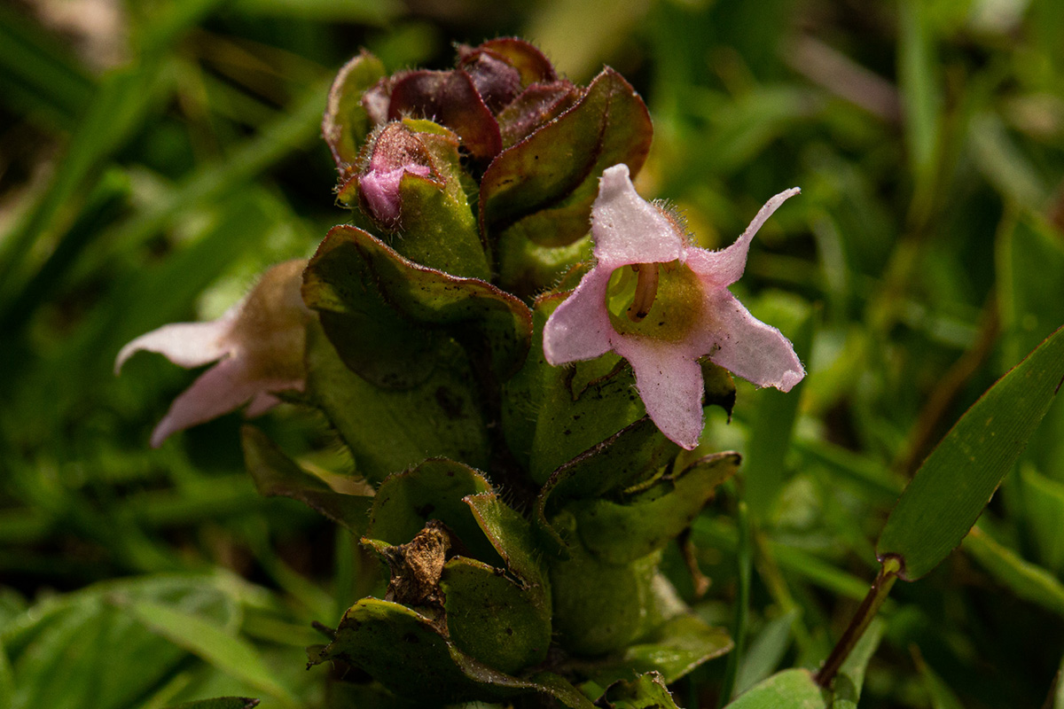 Harveya alectroides