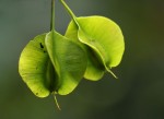 Petersianthus macrocarpus