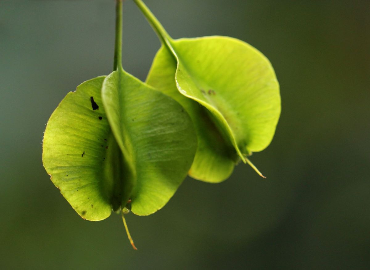 Petersianthus macrocarpus