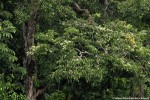 Scytopetalum pierreanum