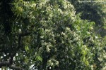Scytopetalum pierreanum