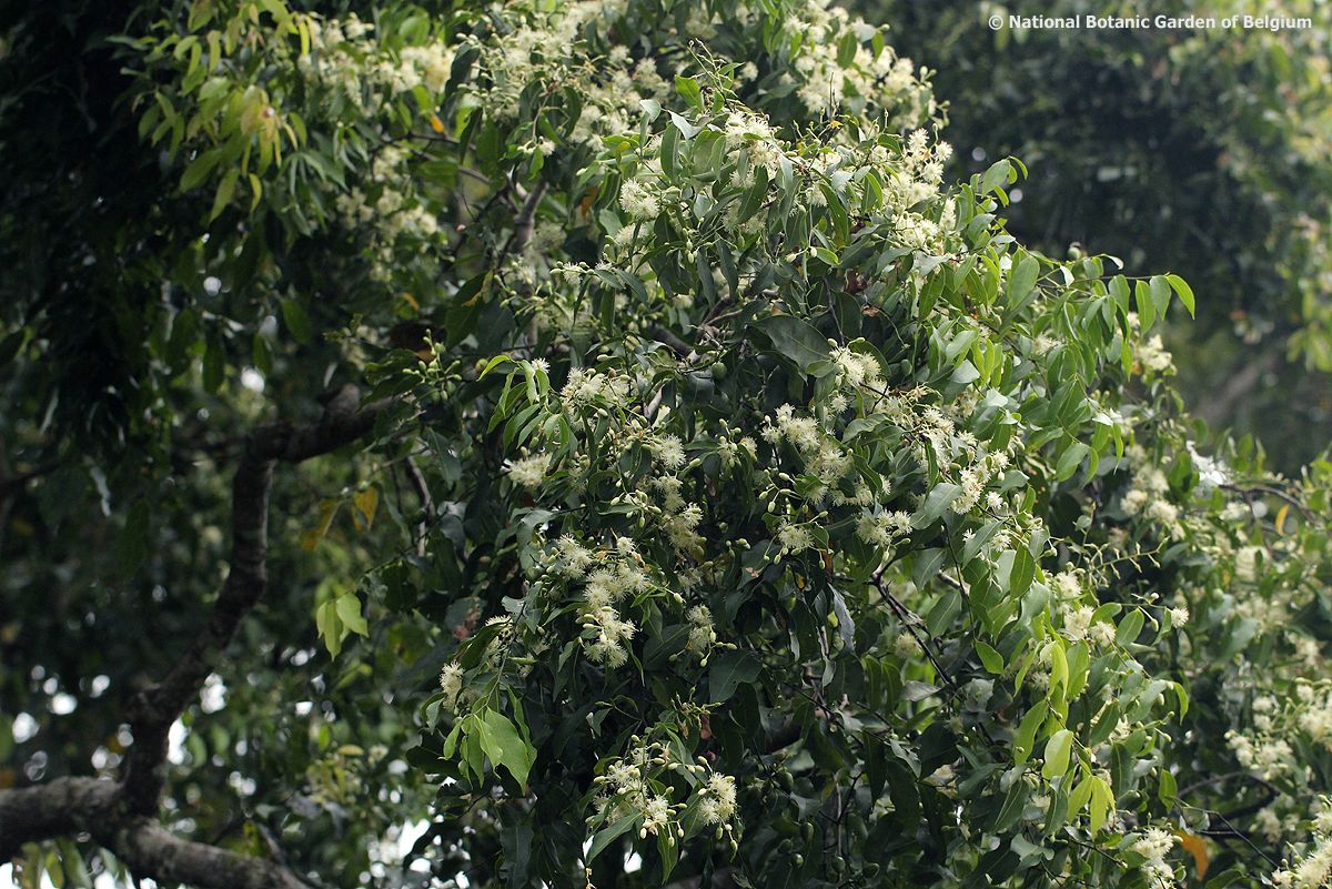 Scytopetalum pierreanum