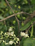 Scytopetalum pierreanum