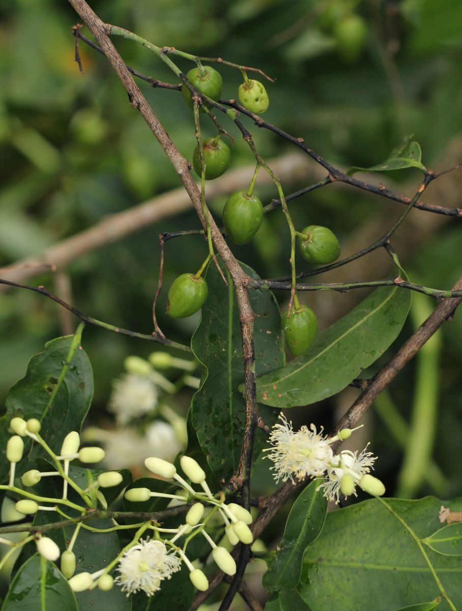 Scytopetalum pierreanum