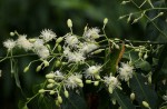 Scytopetalum pierreanum