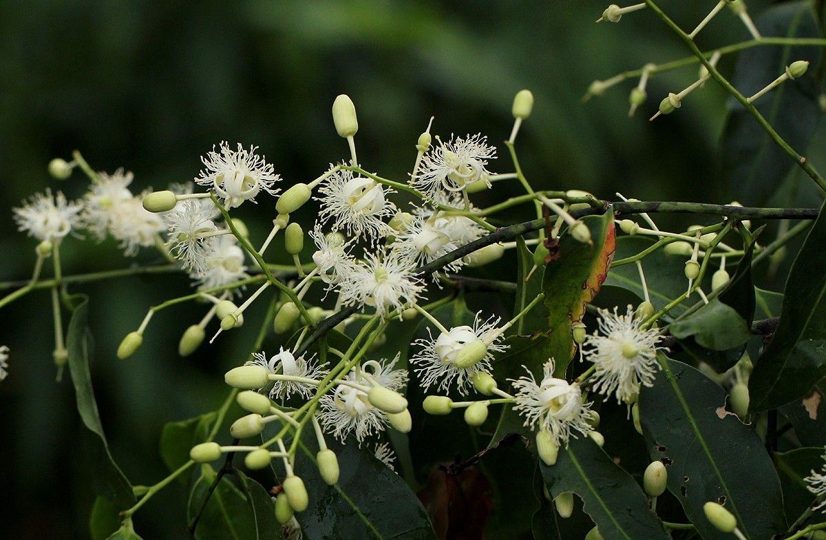 Scytopetalum pierreanum