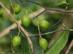 Scytopetalum pierreanum