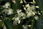 Scytopetalum pierreanum