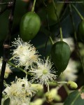 Scytopetalum pierreanum