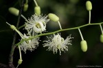 Scytopetalum pierreanum