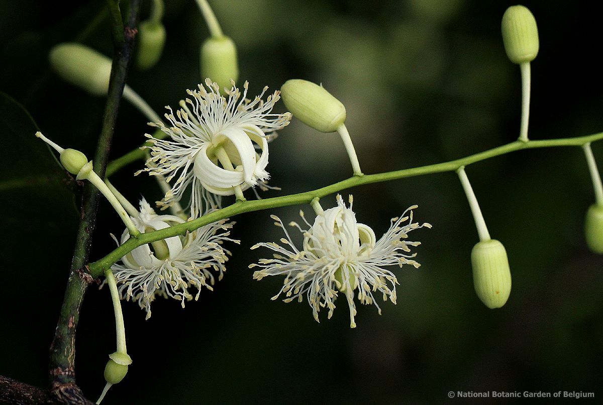 Scytopetalum pierreanum