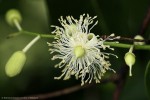 Scytopetalum pierreanum