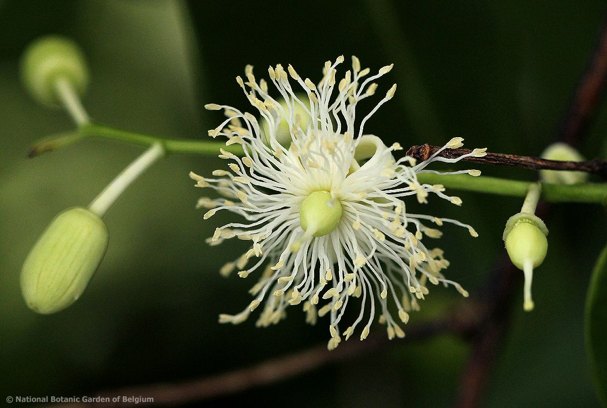 Scytopetalum pierreanum