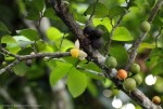 Brazzeia congoensis