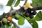 Brazzeia congoensis