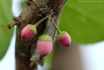 Brazzeia congoensis