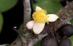 Brazzeia congoensis