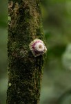 Napoleonaea angolensis