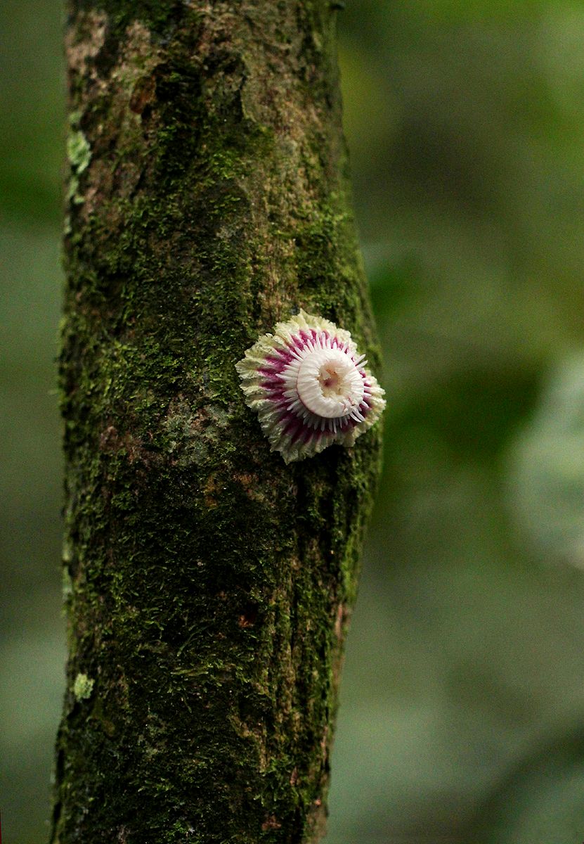 Napoleonaea angolensis