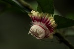 Napoleonaea angolensis