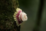 Napoleonaea angolensis
