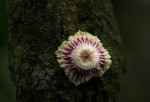 Napoleonaea angolensis