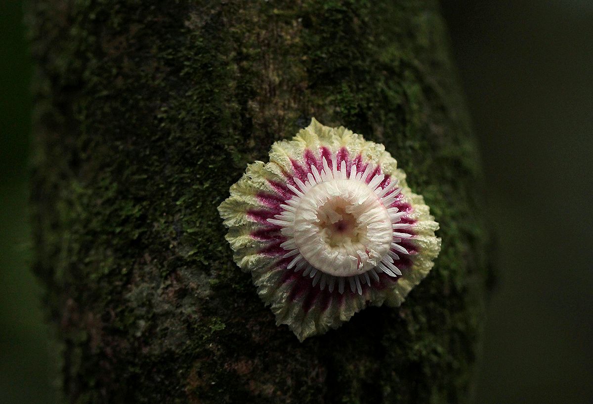 Napoleonaea angolensis