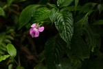 Impatiens erecticornis