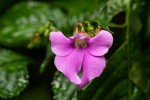 Impatiens erecticornis